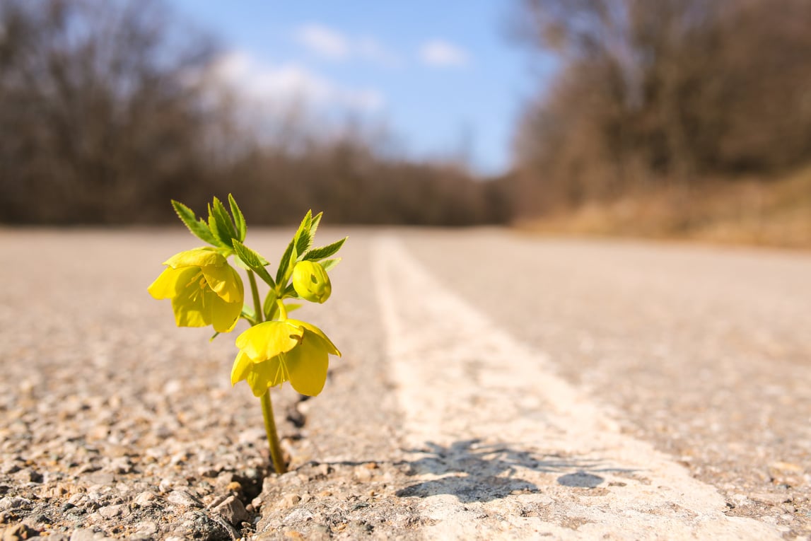Yellow flower growing on crack street